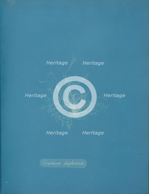 Ceramium diaphanum, ca. 1853. Creator: Anna Atkins.