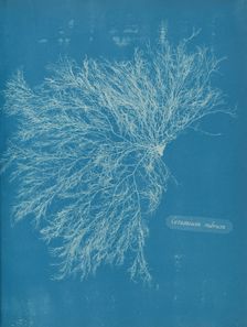 Ceramium rubrum, ca. 1853. Creator: Anna Atkins