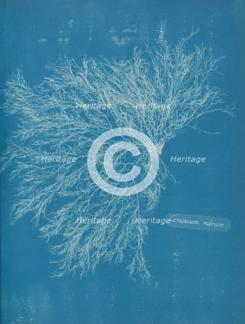 Ceramium rubrum, ca. 1853. Creator: Anna Atkins.