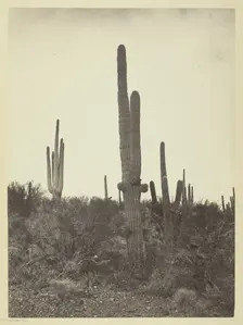 Cereus giganteus, Arizona, 1871. Creator: Tim O'Sullivan