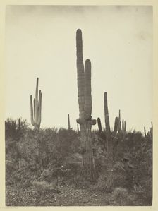 Cereus giganteus, Arizona, 1871. Creator: Tim O'Sullivan