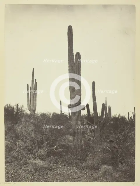 Cereus giganteus, Arizona, 1871. Creator: Tim O'Sullivan.