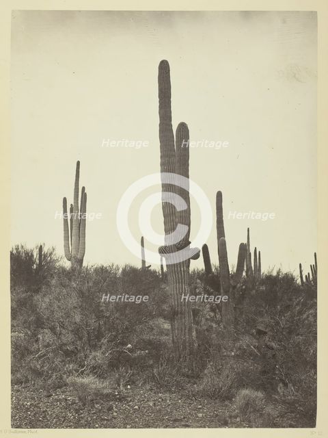 Cereus giganteus, Arizona, 1871. Creator: Tim O'Sullivan.