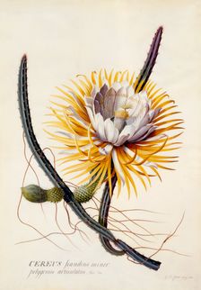 Cereus (Queen of the Night), c. 1744 (hand coloured engraving). Creator: "Georg Dionysius Ehret (1710 - 70); Ehret, Georg Dionysius (1710-1770)"
