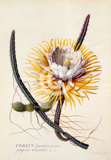 Cereus (Queen of the Night), c. 1744 (hand coloured engraving). Creator: "Georg Dionysius Ehret (1710 - 70); Ehret, Georg Dionysius (1710-1770)".
