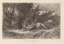 Cerf a la Reposee. Creator: Karl Bodmer