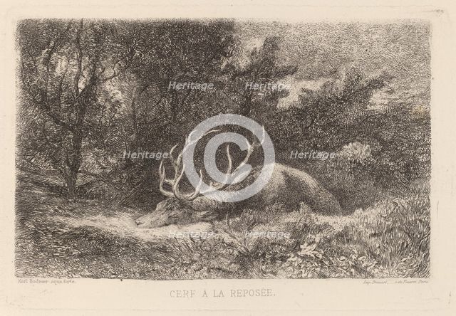 Cerf a la Reposee. Creator: Karl Bodmer.