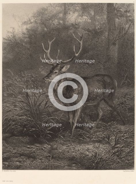 Cerf Dix-Cors. Creator: Karl Bodmer.