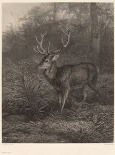 Cerf Dix-Cors. Creator: Karl Bodmer