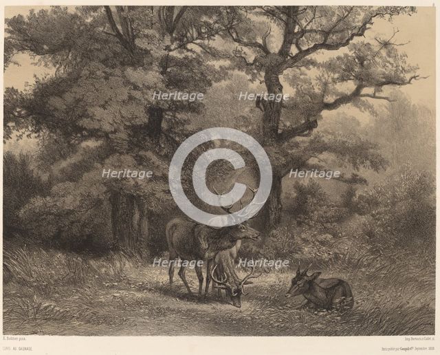 Cerfs au Gagnage. Creator: Karl Bodmer.
