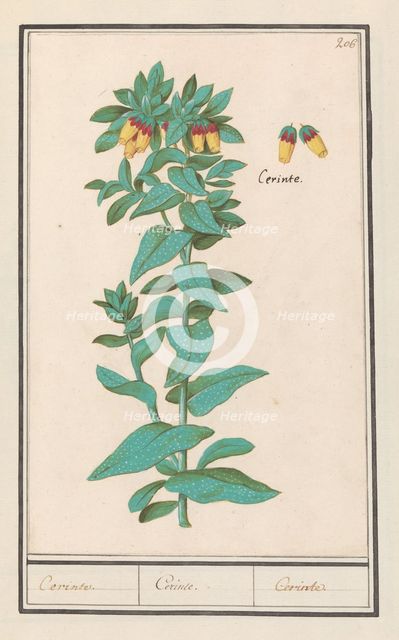 Cerinthe (Cerinthe major), 1596-1610. Creators: Anselmus de Boodt, Elias Verhulst.