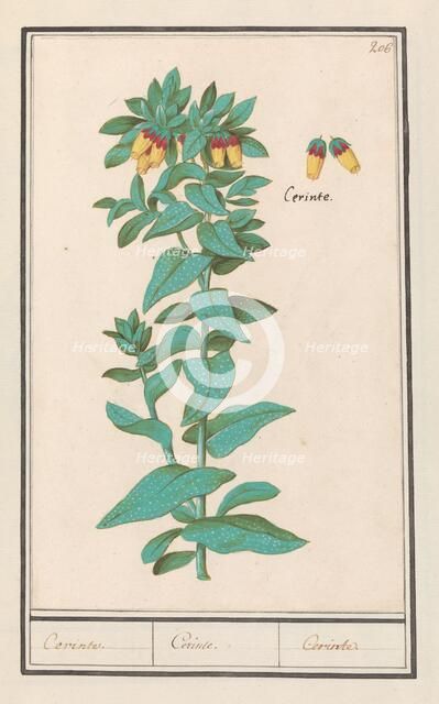 Cerinthe (Cerinthe major), 1596-1610. Creators: Anselmus de Boodt, Elias Verhulst.