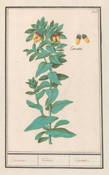 Cerinthe (Cerinthe major), 1596-1610. Creators: Anselmus de Boodt, Elias Verhulst