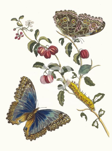 Cerises d'Amerique. From the Book Metamorphosis insectorum Surinamensium, 1705. Creator: Merian, Maria Sibylla (1647-1717).