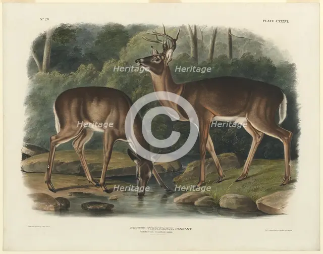Cervus Virginianus, 1848. Creator: John Woodhouse Audubon.