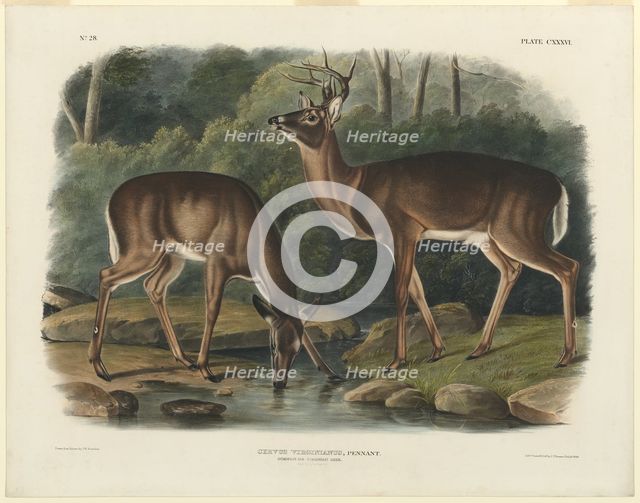 Cervus Virginianus, 1848. Creator: John Woodhouse Audubon.