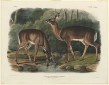 Cervus Virginianus, 1848. Creator: John Woodhouse Audubon