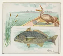 Chub, from Fish from American Waters series (N39) for Allen & Ginter Cigarettes, 1889. Creator: Allen & Ginter