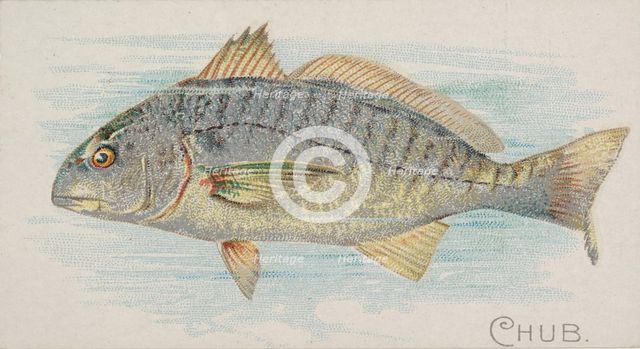 Chub, from the Fish from American Waters series (N8) for Allen & Ginter Cigarettes Brands, 1889. Creator: Allen & Ginter.