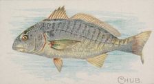 Chub, from the Fish from American Waters series (N8) for Allen & Ginter Cigarettes Brands, 1889. Creator: Allen & Ginter