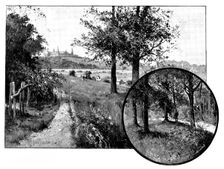 Churchyard Bottom Wood, Highgate, the spoliation of which is under discussion, 1895. Creator: George Meisenbach