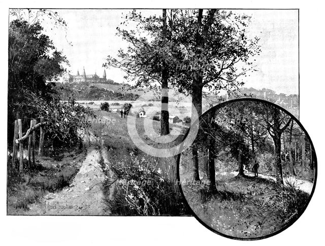 Churchyard Bottom Wood, Highgate, the spoliation of which is under discussion, 1895. Creator: George Meisenbach.