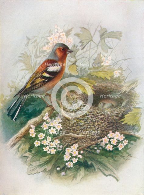 'Chaffinch - Fringil'la coe'lebs', c1910, (1910). Artist: George James Rankin.