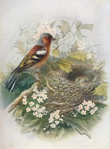 Chaffinch - Fringil'la coe'lebs c1910, (1910). Artist: George James Rankin
