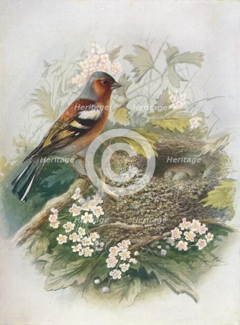 'Chaffinch - Fringil'la coe'lebs', c1910, (1910). Artist: George James Rankin.
