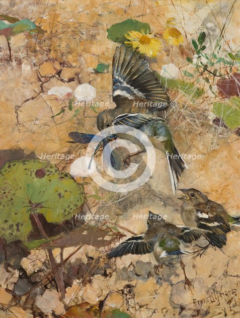 Chaffinches and Dragonflies. Five studies in one frame, 1885. Creator: Bruno Liljefors.