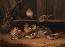 Chaffinches and Redpolls, 1868. Creator: Ferdinand von Wright