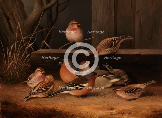 Chaffinches and Redpolls, 1868. Creator: Ferdinand von Wright.