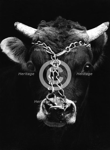Chained bull.