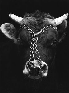 Chained bull
