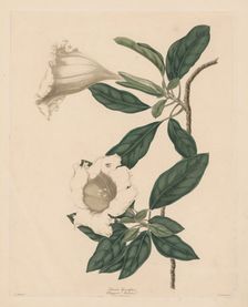 Chalice Vine, 1790. Creator: Maria Catharina Prestel (German, 1747-1794)