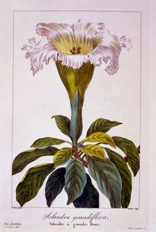 Chalice Vine, pub. 1836. Creator: Panacre Bessa (1772-1846)