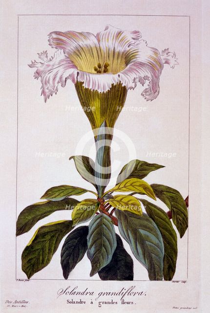 Chalice Vine, pub. 1836. Creator: Panacre Bessa (1772-1846).