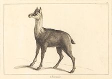 Chamois (Chamois). Creator: Jacques Philippe Le Bas