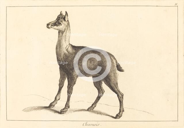 Chamois (Chamois). Creator: Jacques Philippe Le Bas.