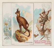 Chamois, from Quadrupeds series (N41) for Allen & Ginter Cigarettes, 1890. Creator: Allen & Ginter