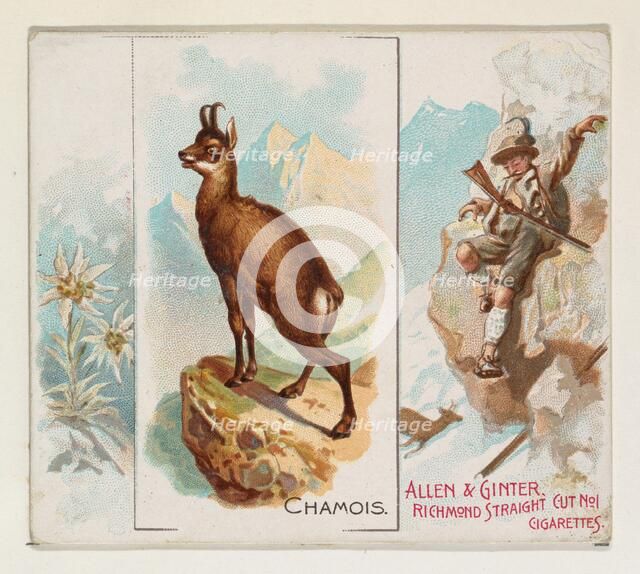 Chamois, from Quadrupeds series (N41) for Allen & Ginter Cigarettes, 1890. Creator: Allen & Ginter.