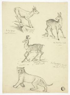 Chamois, Musk, Klipbok and Lion, n.d. Creators: Thomas Uwins, Samuel Howitt