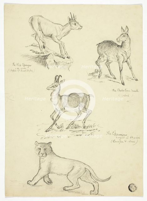 Chamois, Musk, Klipbok and Lion, n.d. Creators: Thomas Uwins, Samuel Howitt.