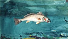 Channel Bass, 1904. Creator: Winslow Homer