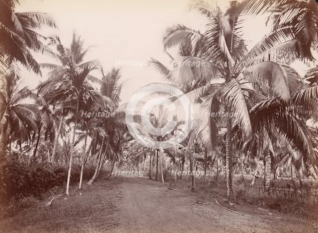 Chancery Lane, 1860s-70s. [Palm trees]. Creator: Unknown.