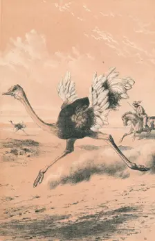 Chasing the Ostrich c1880