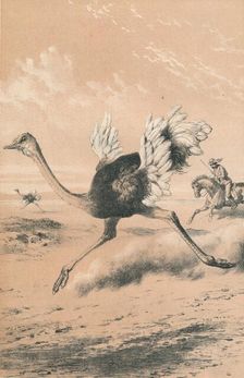Chasing the Ostrich c1880