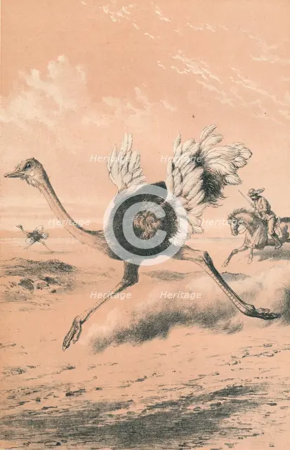 'Chasing the Ostrich', c1880. Artist: Unknown.