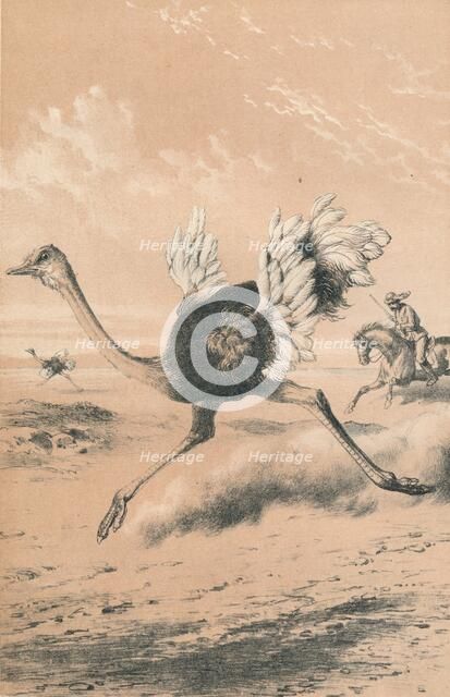 'Chasing the Ostrich', c1880. Artist: Unknown.