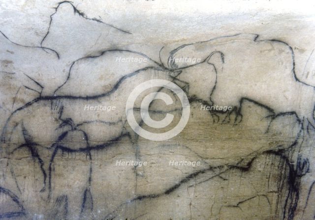 Chapel of mammoths (Pech-Merle Cave): black horse and bisons, they have been represented by the p…